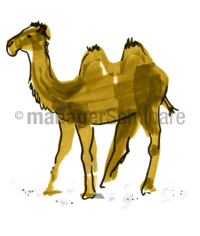 Zeichnung: Kamel