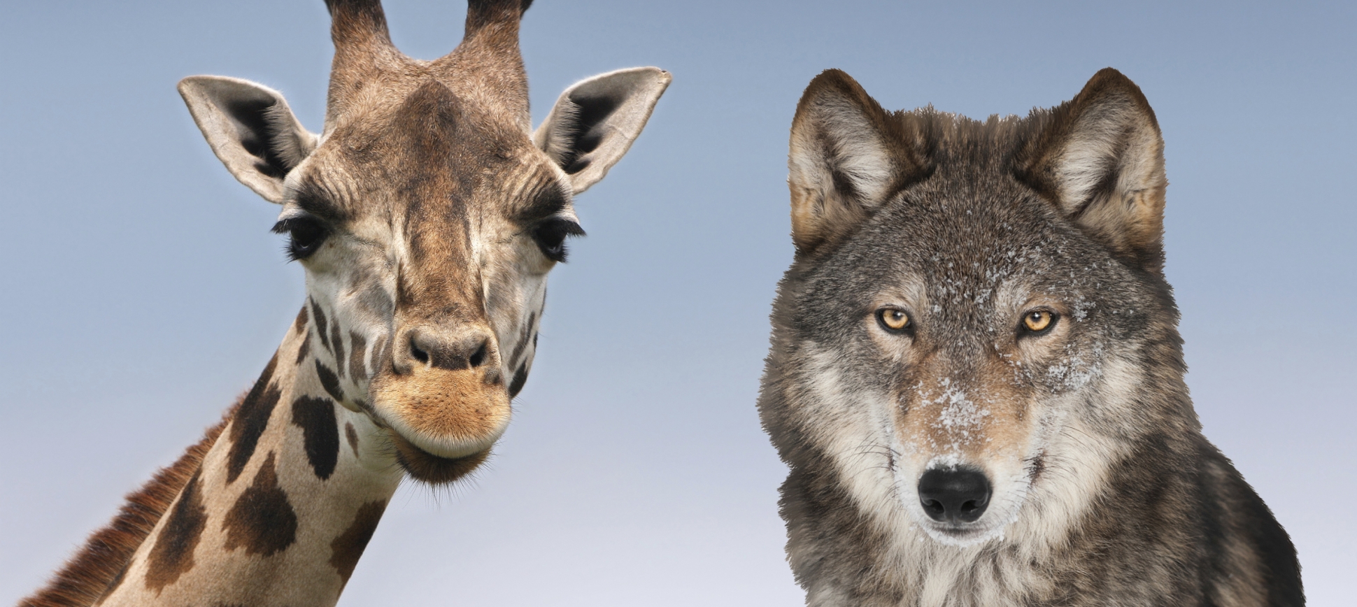 Nachruf: Marshall B. Rosenberg – Ein Vorkämpfer für die Empathie