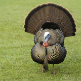 'Die Truthahn-Illusion leitet uns fehl'