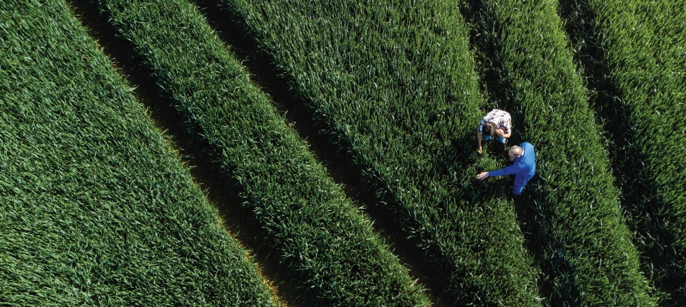 Artikel Leadership-Erkenntnisse aus der Natur
