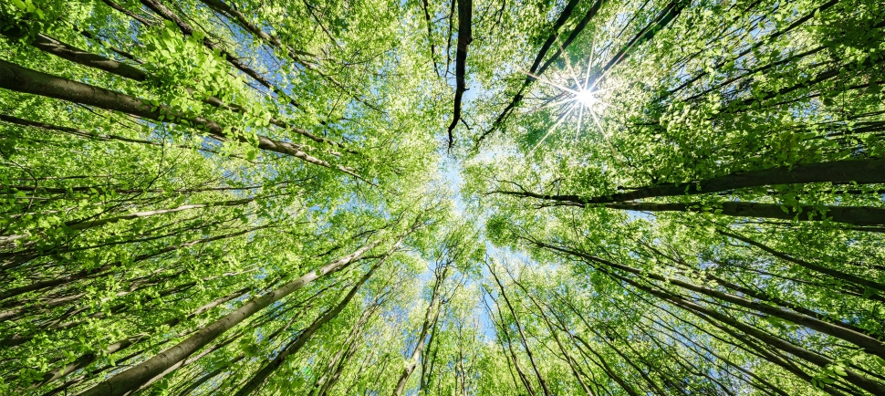 Artikel Kognitive Gelassenheit