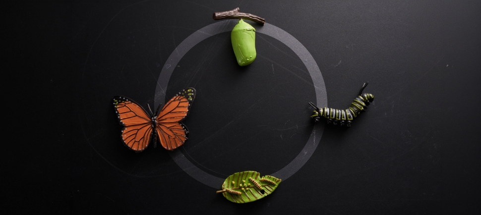Keep Management in Organisationen
