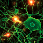 In der Breite bekannt, in der Tiefe verkannt