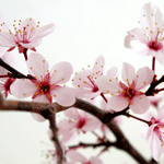 Coaching unter Kirschblüten