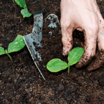 Das Medium ist die Pflanze