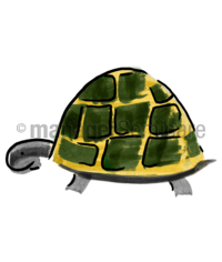 Zeichnung: Schildkröte