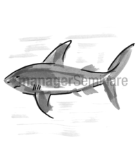 Zeichnung Hai